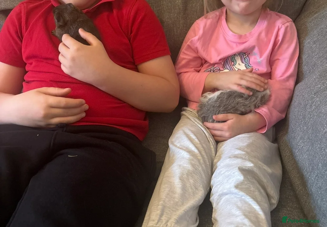 Guinea Pig rodents for sale: 2 male guinea pigs - Advert 3