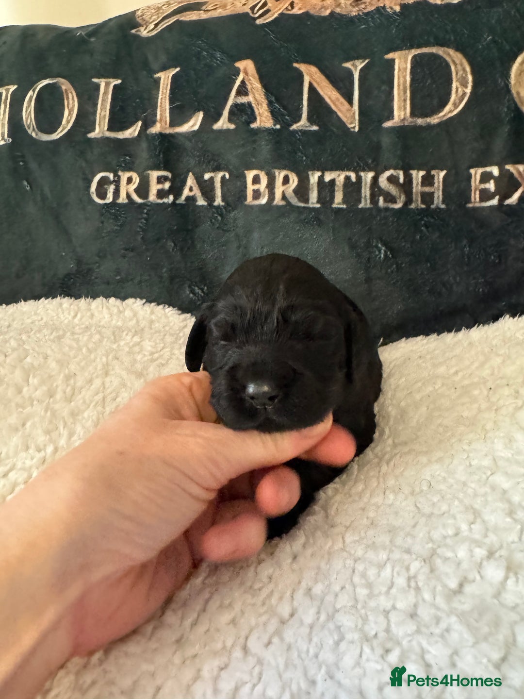 Cocker Spaniel dogs for sale: A gorgeous litter of WCS - Advert 22