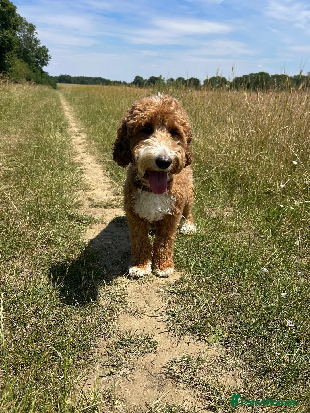 Australian Labradoodle dogs for stud: 🐾 RALPH - AUSTRALIAN LABRADOODLE STUD DOG in Stevenage - Advert 2