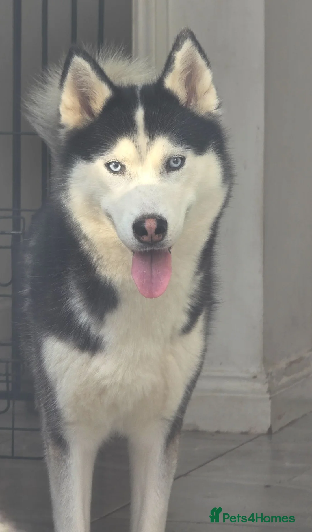 Siberian Husky dogs for sale: Husky puppy for sale - Advert 2