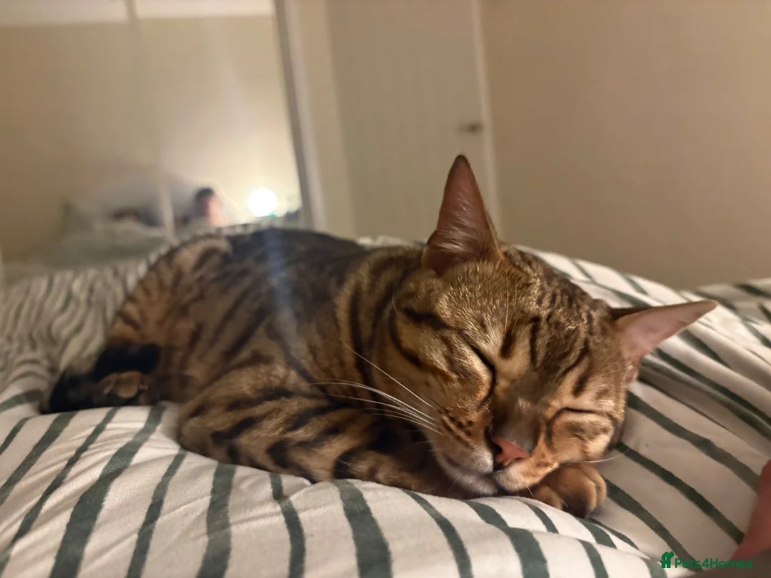 Bengal cats for sale: Beautiful bengal boy - 11 months old  in Birmingham - Advert 2