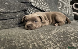 Staffordshire Bull Terrier dogs for sale: Staffordshire Bull Terrier Pups  - Image 3
