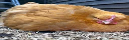Chickens poultry for sale: Day olds  buff Orpington chicks  - Advert 3
