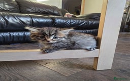 Mixed Breed cats for sale: Mixed breed Turkish Angora fluffy kittens - Image 5