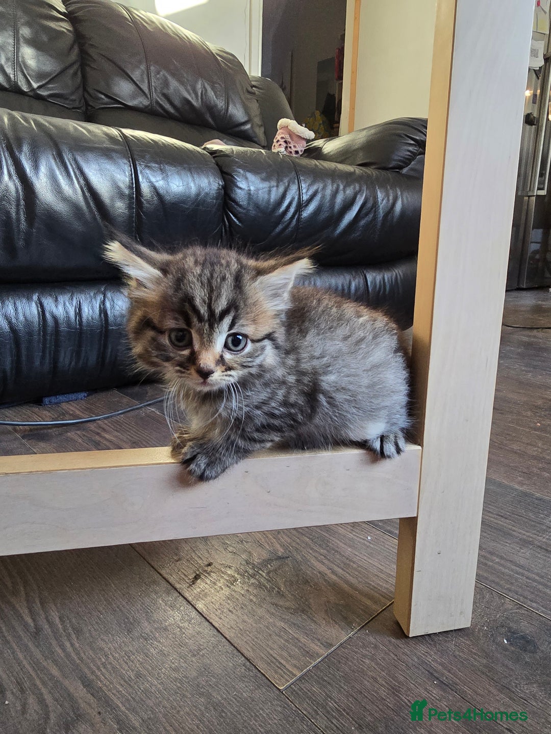 Mixed Breed cats for sale: Mixed breed Turkish Angora fluffy kittens - Image 5