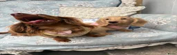 Miniature Dachshund dogs for sale: Miniature dachshund puppy - Advert 3