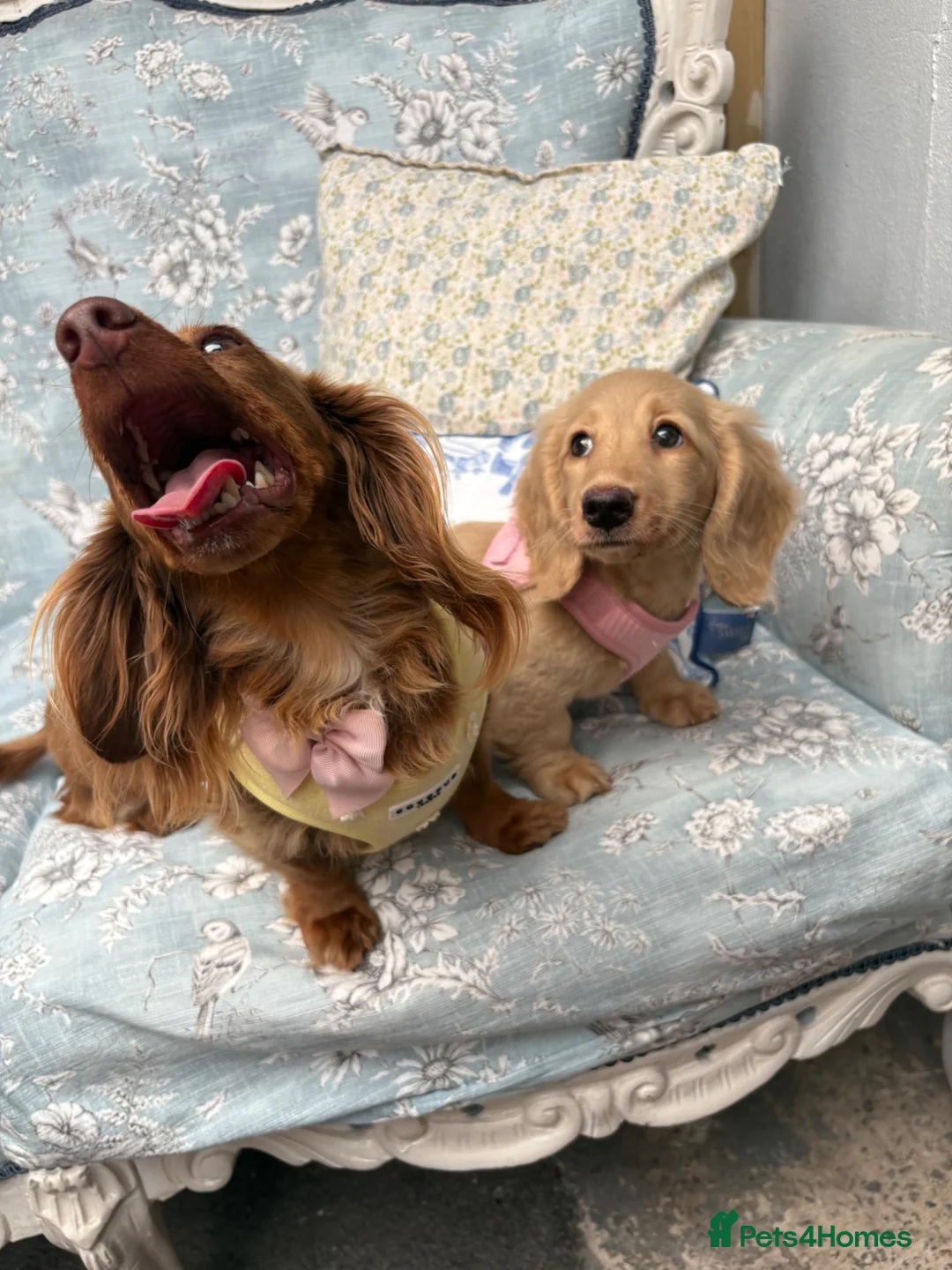 Miniature Dachshund dogs for sale: Miniature dachshund puppy - Advert 3