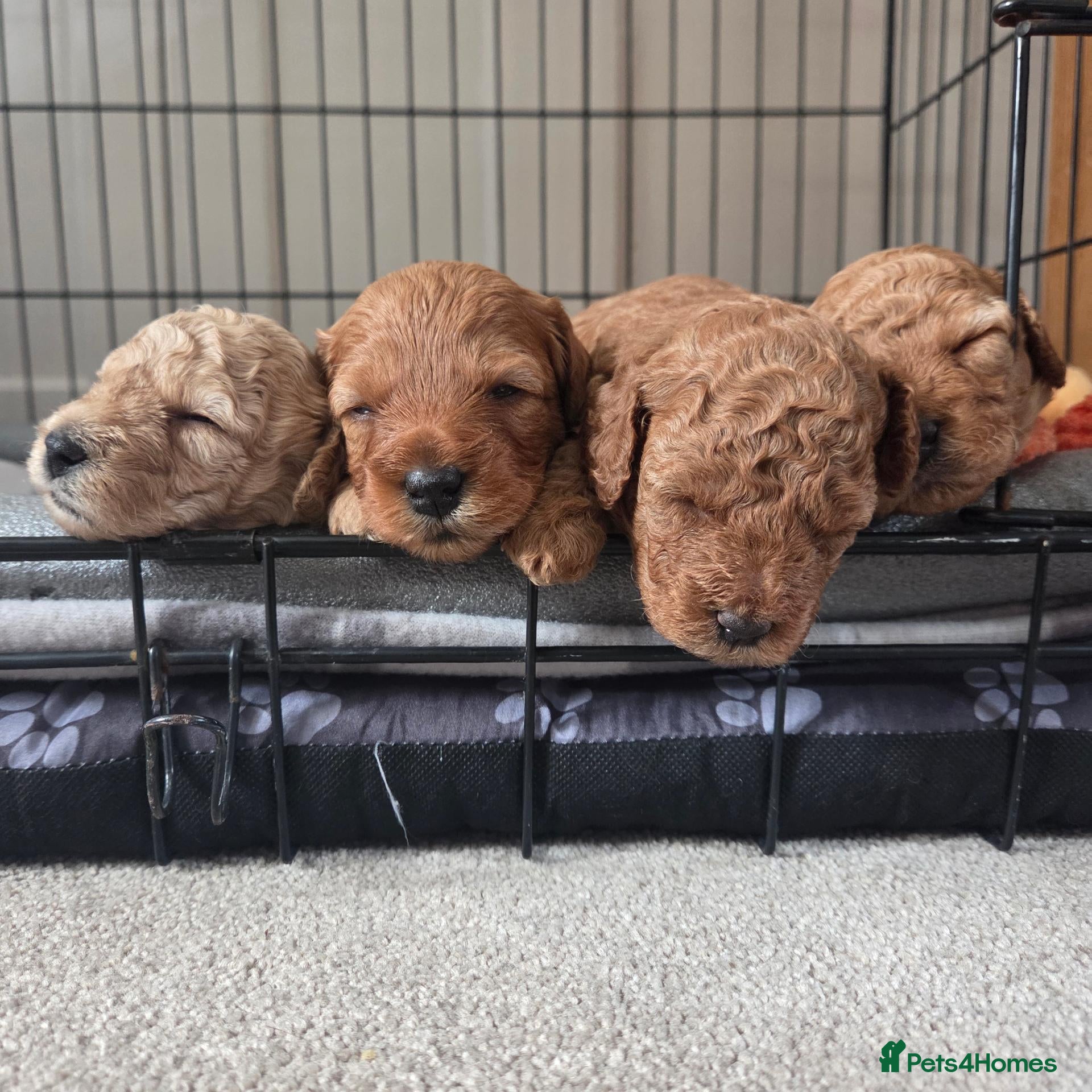 Cavapoochon dogs Beautiful F1B Toy Cavapoochon Puppies - Advert 2