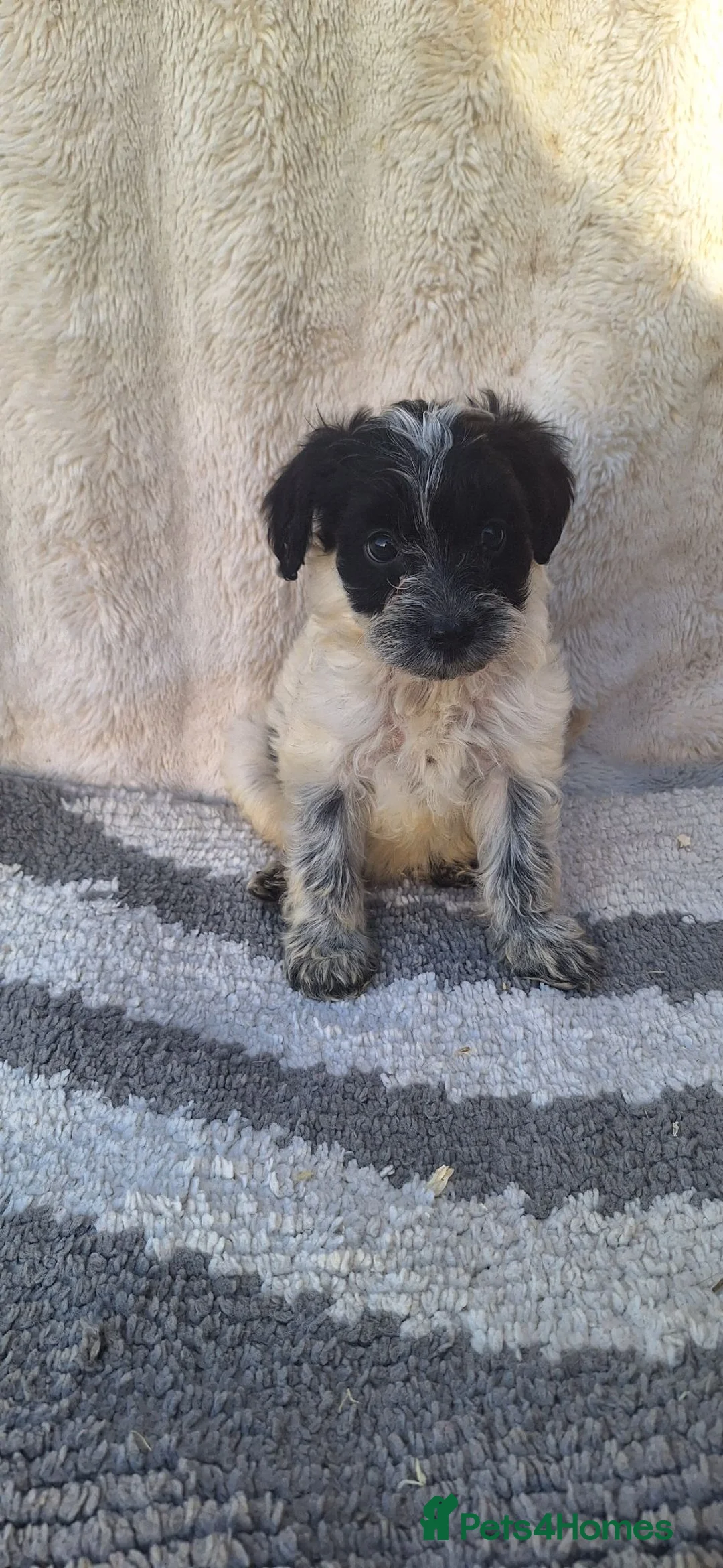 Cockapoo dogs for sale: 5 gorgeous cockapoo puppies - Advert 1
