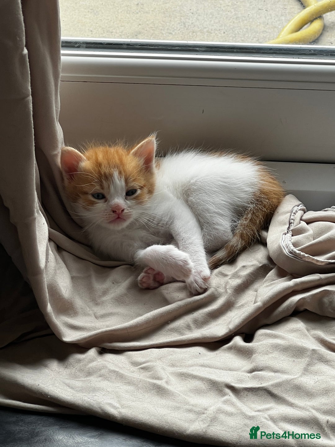 Mixed Breed cats for sale: 4 orange tabby kittens - Image 7