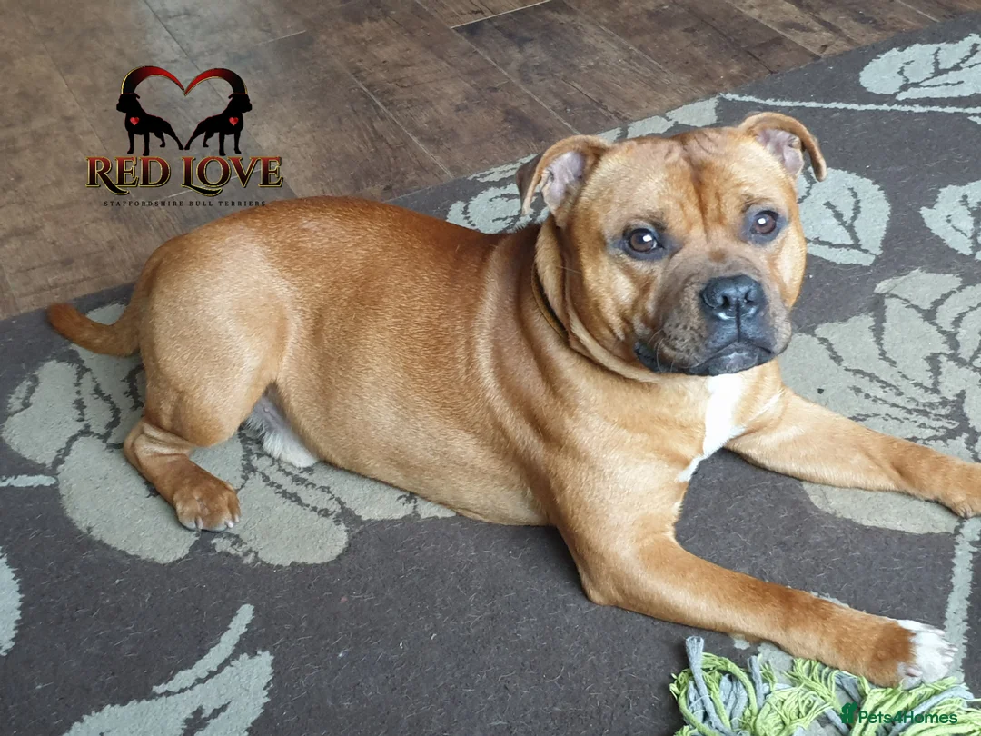 Staffordshire Bull Terrier dogs for stud: 🥨CHIEF CHAMPION SIRED. 🥨🏆  in Rochdale - Advert 15