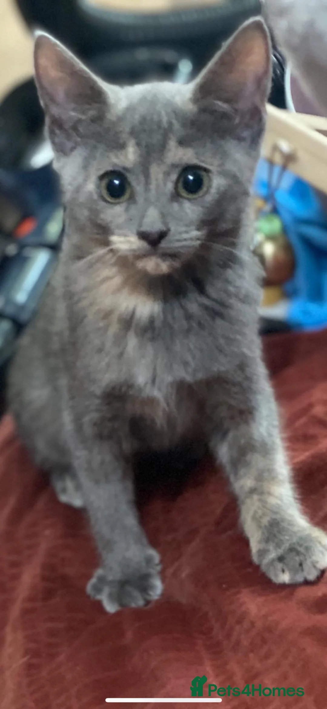 Mixed Breed cats for sale: beautiful grey/cream kittens  - Advert 2