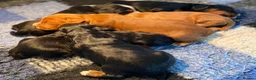 Cocker Spaniel dogs for sale: W/C Spaniel Puppies. Health tested parents - Advert 3