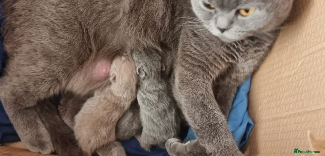 British Shorthair cats for stud: 🐈‍⬛ GIZZY THE STUD 🐈‍⬛ GCCF AND TICA REGISTERED  in Solihull - Advert 21