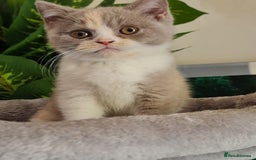 British Shorthair cats for sale: Pure bsh kittens from DNA & genetic tested parents - Image 22