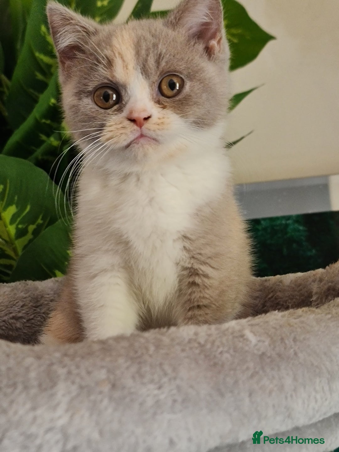 British Shorthair cats for sale: Pure bsh kittens from DNA & genetic tested parents - Image 22