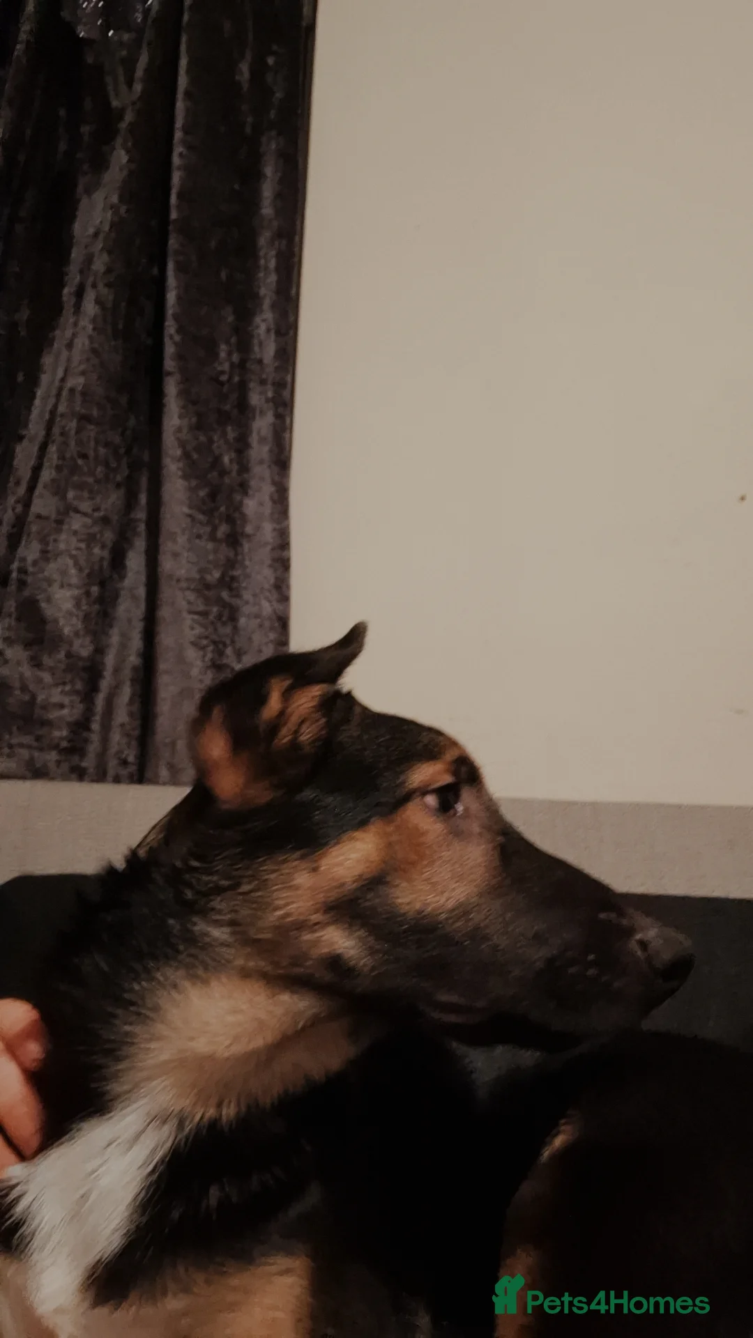 Mixed Breed dogs for sale: German shephard x border collier - Advert 4
