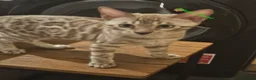 Bengal cats for sale: Snow mink bengals ready now - Advert 6
