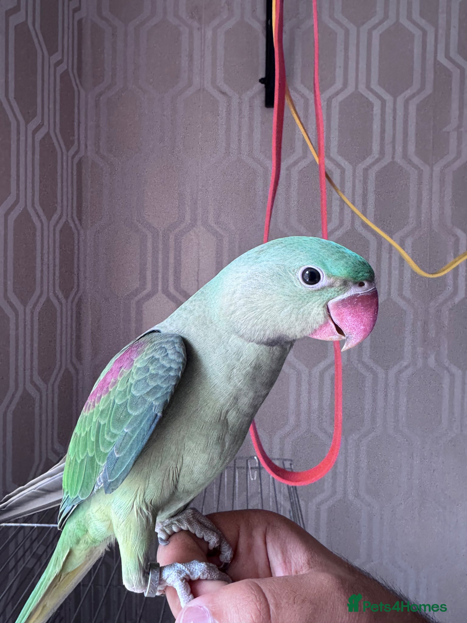 Parrots birds Super silly tame baby Alexandrian parrot - Advert 1