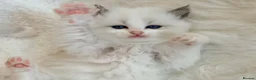 Ragdoll cats for sale: Champion pedigree Chucky Ragdoll babies  - Advert 20