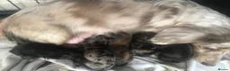 Miniature Dachshund dogs for sale: Miniature long haired dachshund puppies - Advert 20