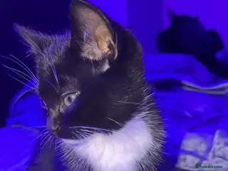 American Shorthair cats kitten - Advert 6