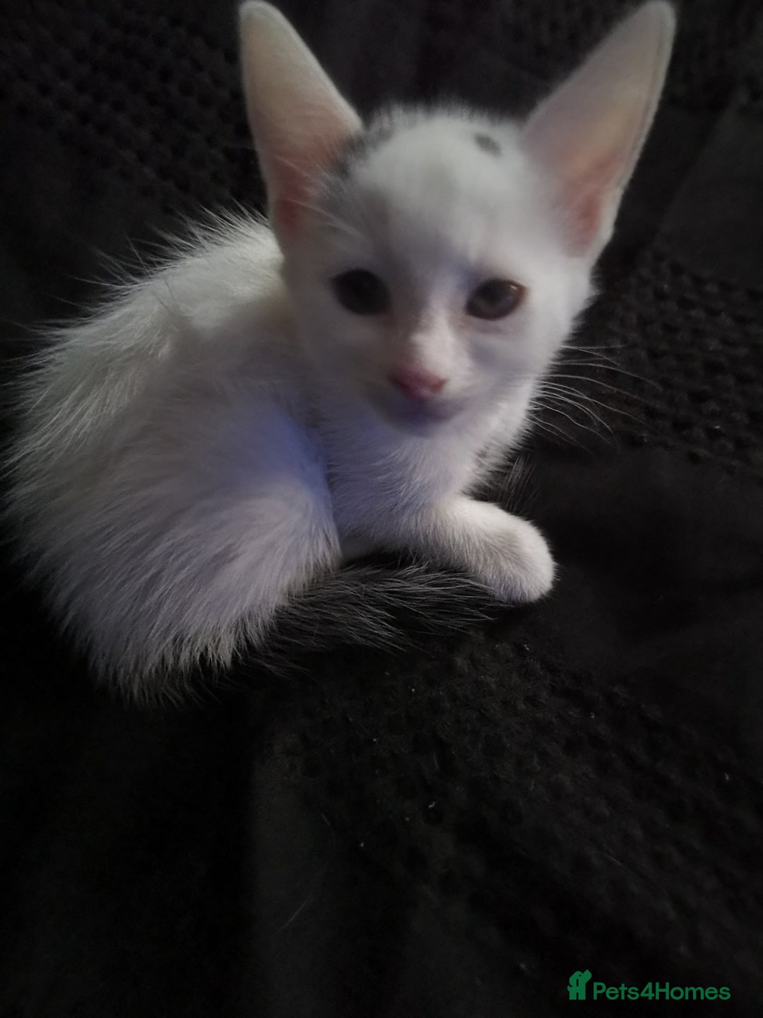 Mixed Breed cats for sale: 8 week old kittens for sale  - Image 2