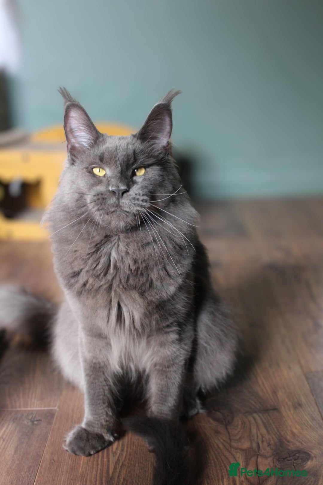 Maine Coon cats for sale: Silver shaded lines, ticked Maine coon kitten - Image 10