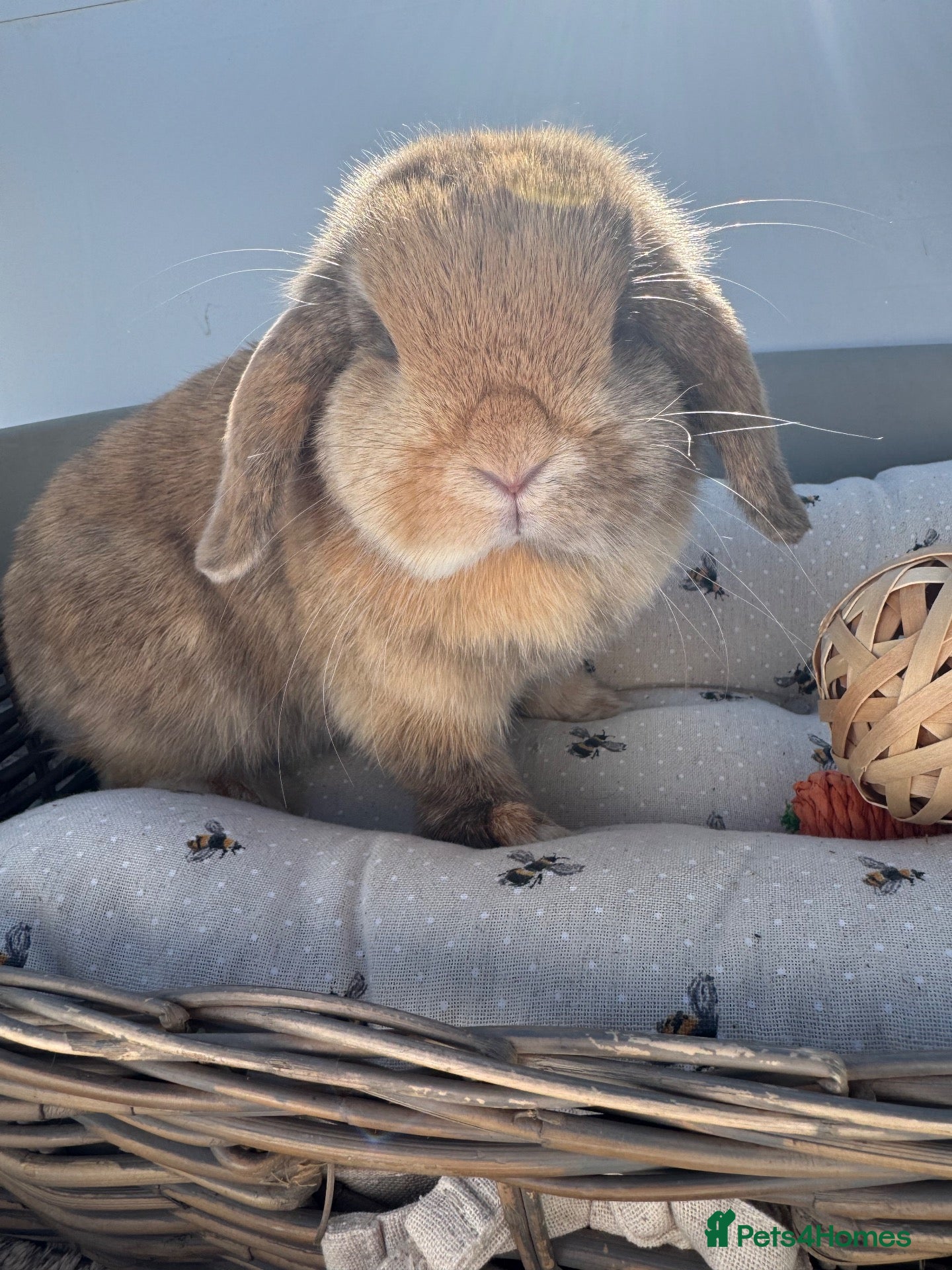 Mini Lop rabbits Pure bred Mini Lop Rabbit 10 months old - Advert 2