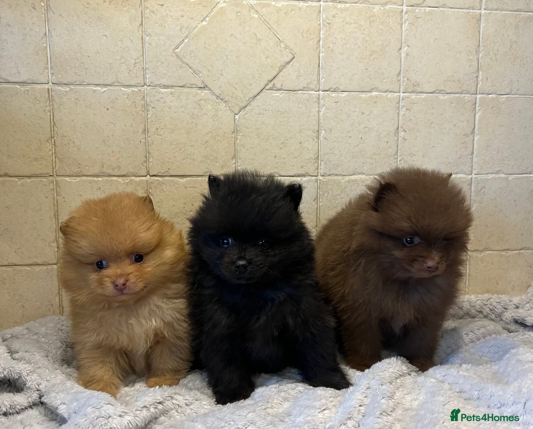 Pomeranian dogs for sale: 3 little Pom-bear pups  - Advert 2