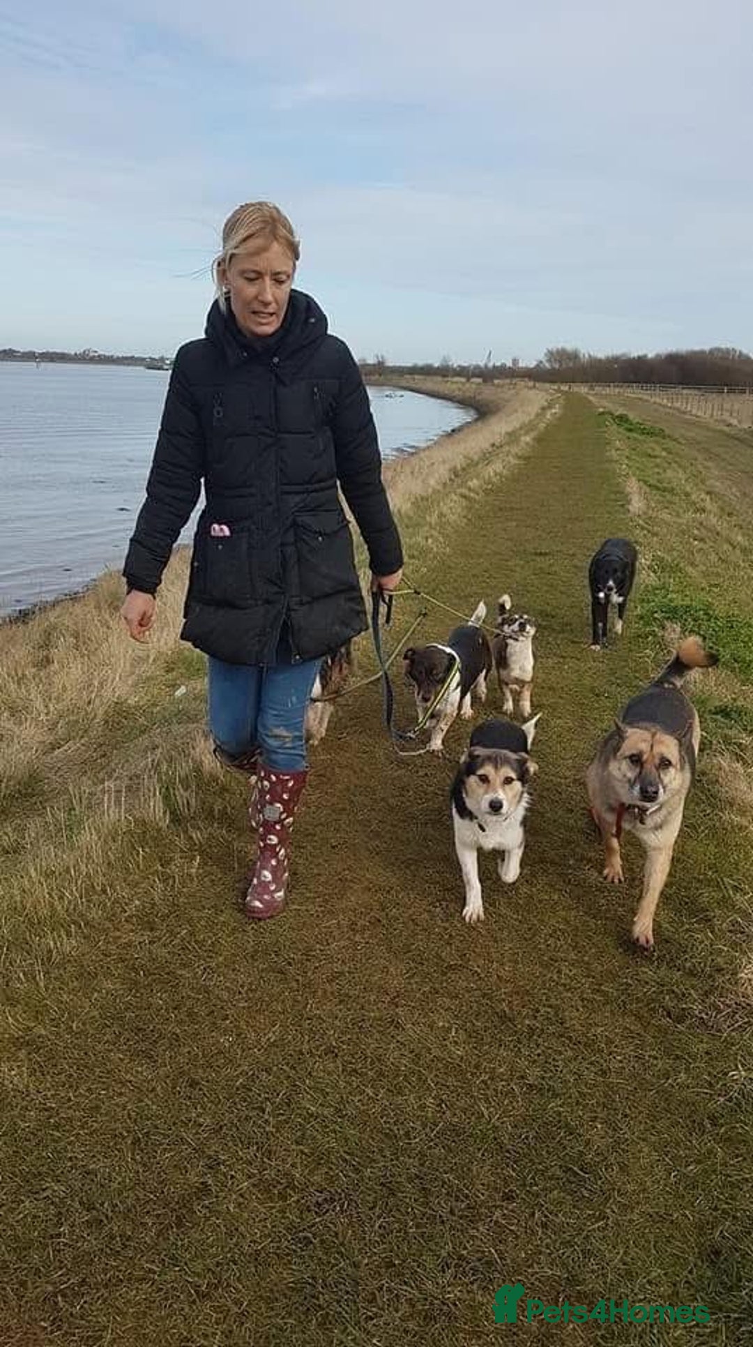 Mixed Breed dogs for adoption: Tara - Norwich Norfolk  - Advert 12