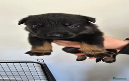 Mixed Breed dogs for sale: Rottweiler × german shepherd puppies - Image 18