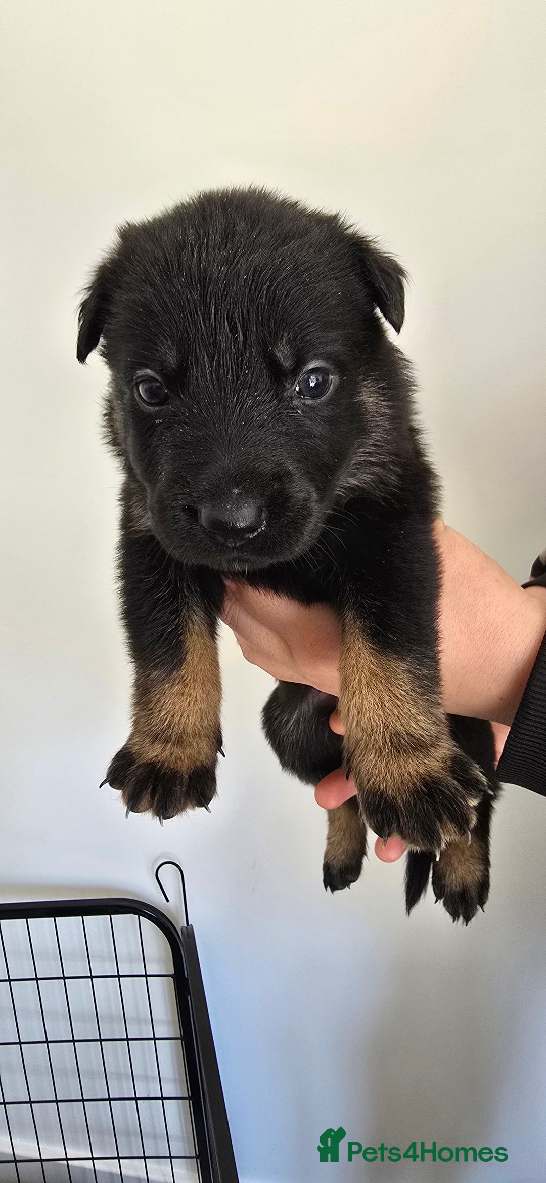 Mixed Breed dogs for sale: Rottweiler × german shepherd puppies - Image 18