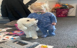 Mixed Breed dogs for sale: Rehoming Cavapoochon - Image 9