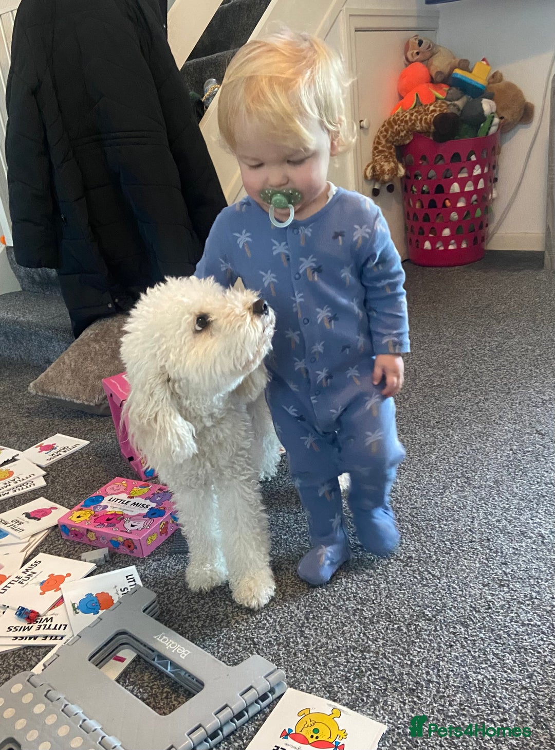 Mixed Breed dogs for sale: Rehoming Cavapoochon - Image 9