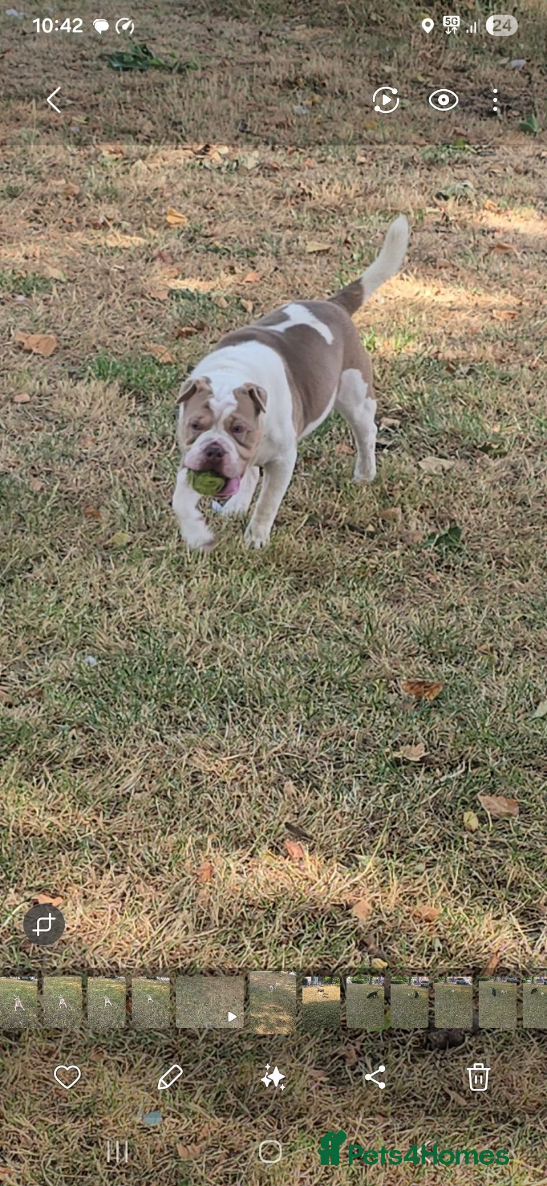 Shar Pei dogs for sale: beautiful 9 month old shar pei - Advert 2