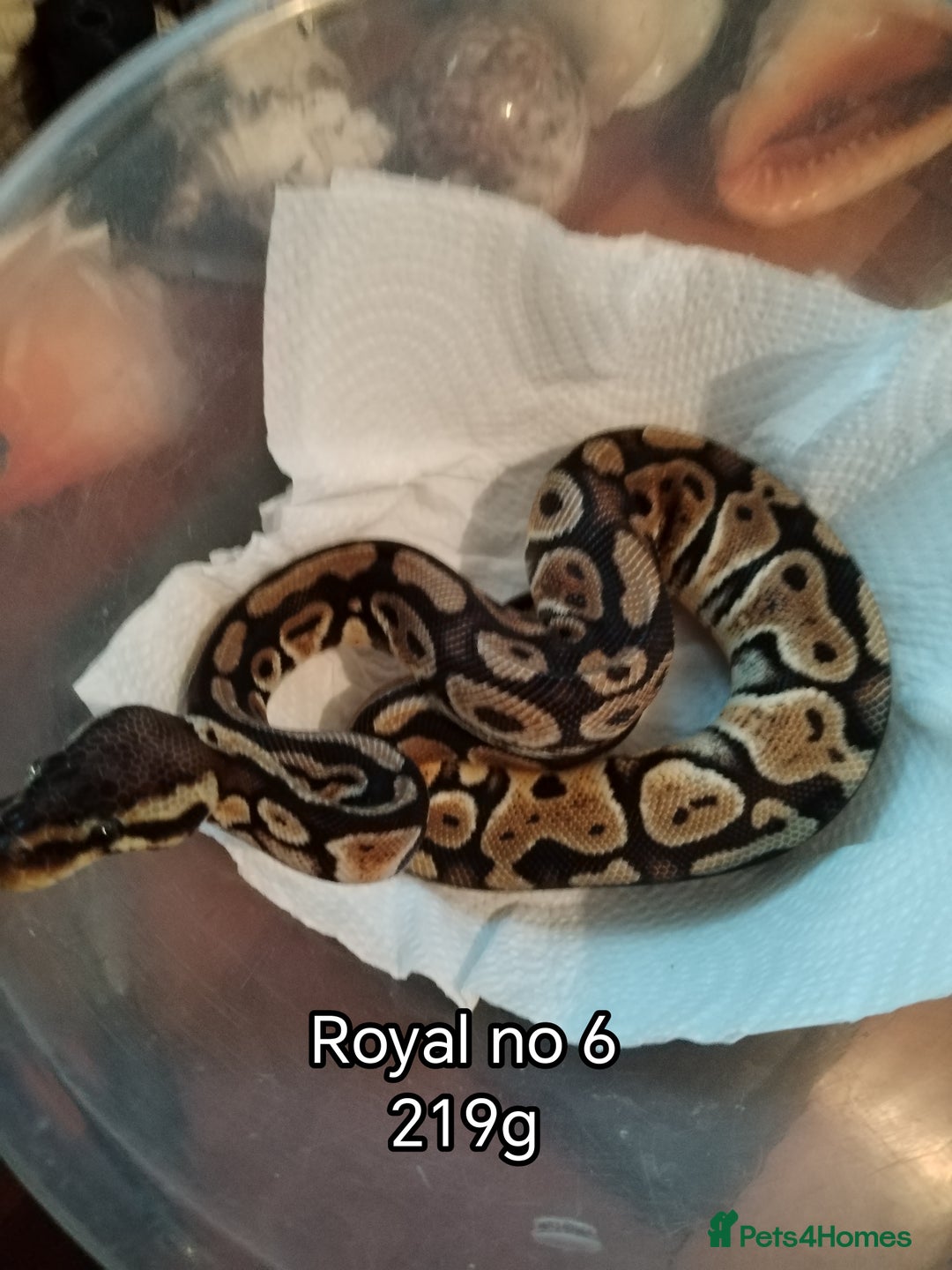 Python Snake reptiles for sale: Royal python juveniles  - Image 3