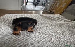 Dachshund dogs for sale: 8 dachshund puppies  - Image 17
