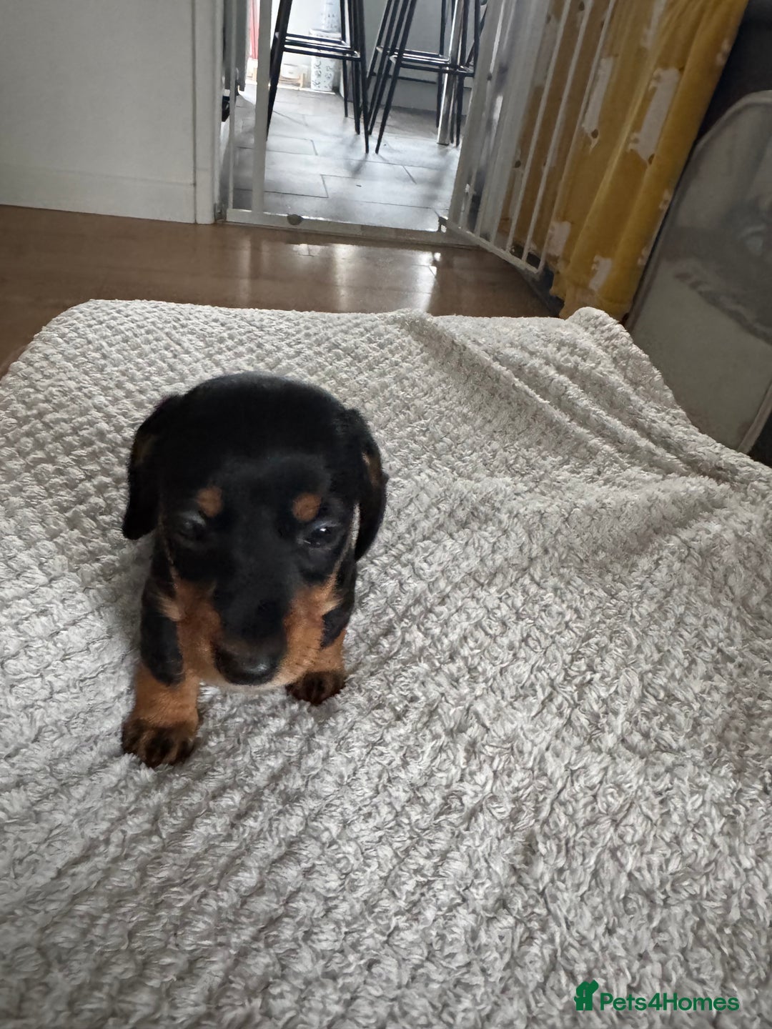 Dachshund dogs for sale: 8 dachshund puppies  - Image 17