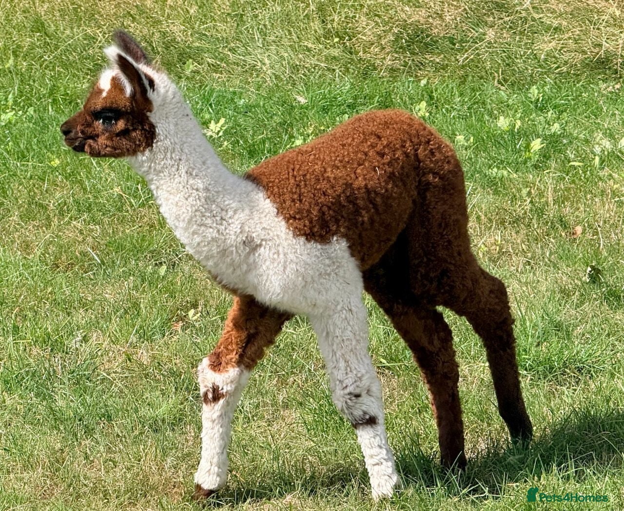 Alpaca livestock Very Special breeding  group of 7 stunning Alpaca - Advert 1