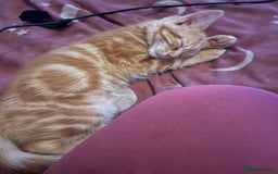 Domestic Shorthair cats for sale: Ginger boy  - Image 1