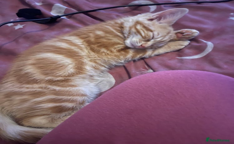 Domestic Shorthair cats - Advert 2
