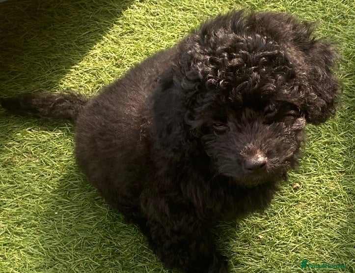 Cavapoo dogs 1 stunning girl F1b Cavapoo DNA Tested lines  - Advert 5
