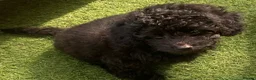 Cavapoo dogs for sale: 1 stunning girl F1b toy-Cavapoo DNA Tested lines  - Advert 11