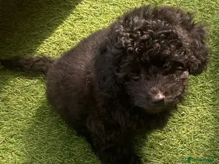 Cavapoo dogs 1 stunning girl F1b Cavapoo DNA Tested lines - Advert 3