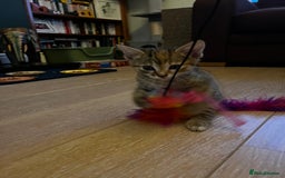Domestic Shorthair cats for sale: 2 gorgeous tabby girls left - Image 10