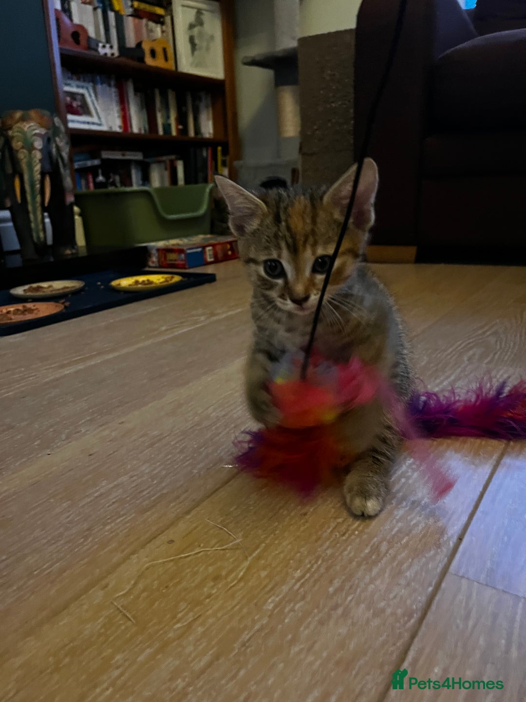 Domestic Shorthair cats for sale: 2 gorgeous tabby girls left - Image 10