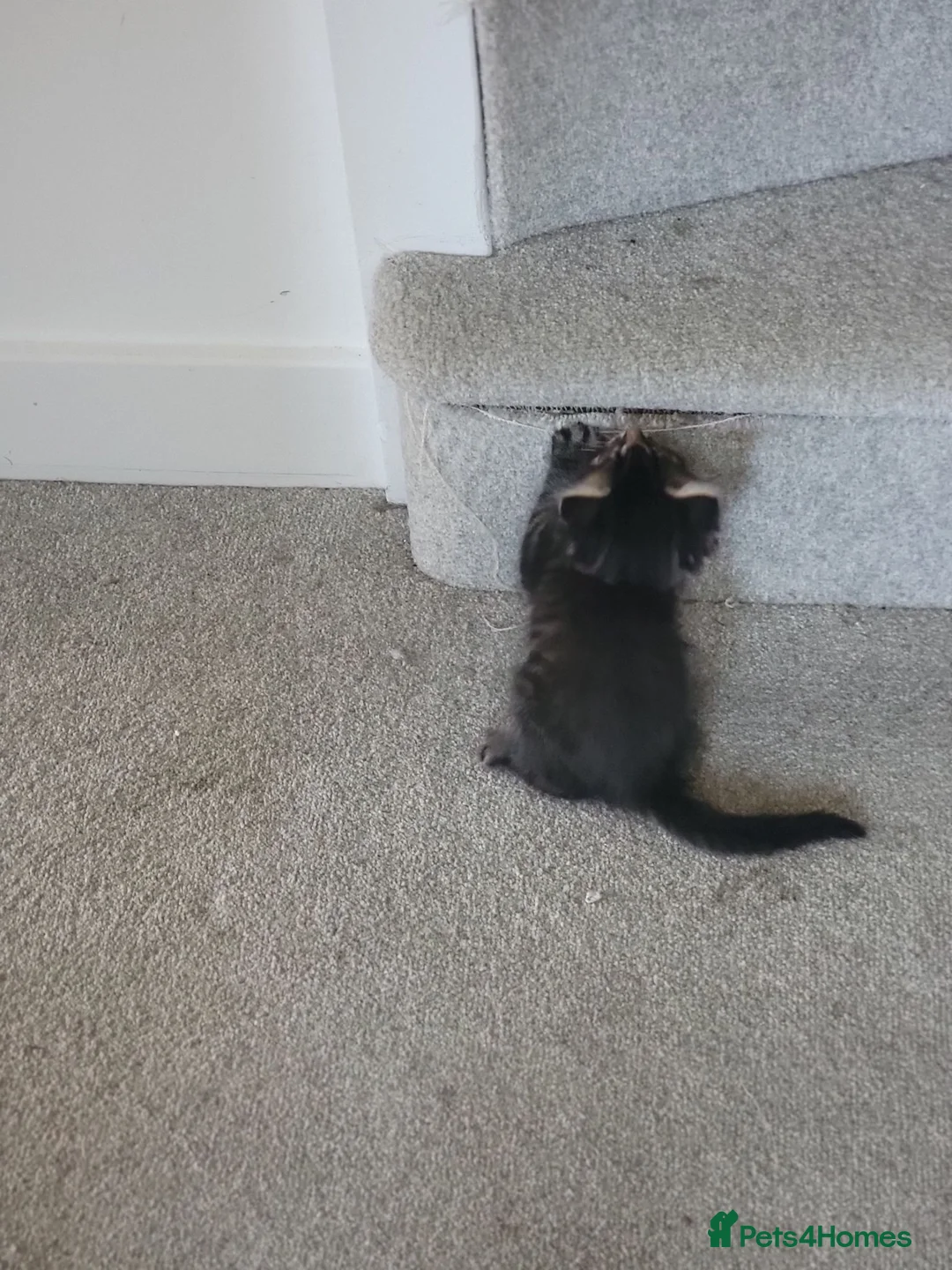 Mixed Breed cats for sale: Kittens ready now - Advert 2
