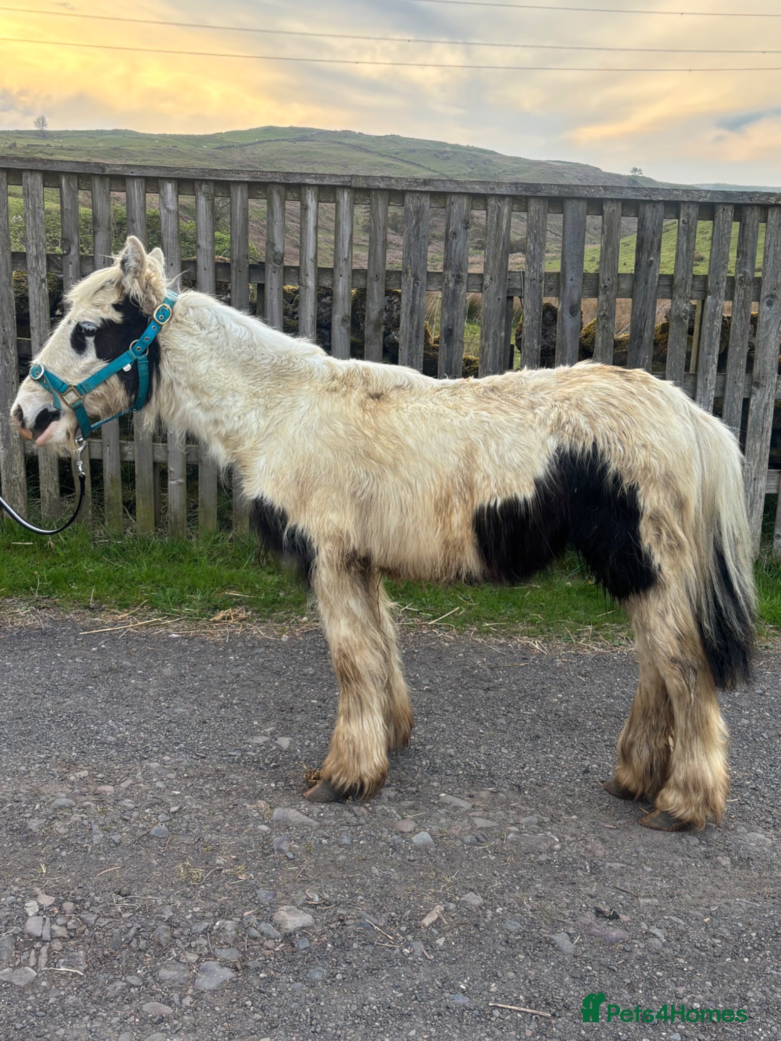 Irish Cob horses Two cob colts available together or separately  - Advert 2