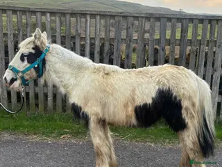 Irish Cob horses Two cob colts available together or separately - Advert 3